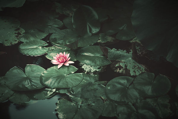 lotus flower in mud purpose goal of meditation spiritual yoga practice reasons to meditate