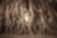 buddha head in tree roots what is spiritual yoga practice.jpg