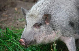 Servus, ich bin es, Euer XAVER! ❤️