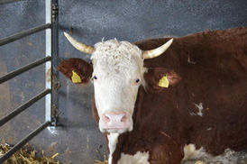 CARLA braucht jetzt viel Glück ❤️