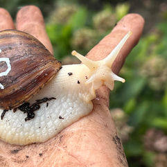 Schnecke A5