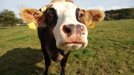 Unsere Diva BELLA ❤️