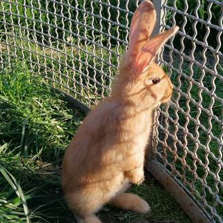 Benny