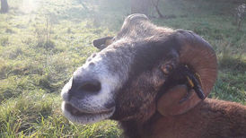 ÖMMI & PEDRO sind über die Regenbogenbrücke gegangen... 💔