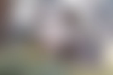 TIMMY ist über die Regenbogenbrücke gegangen ❤️