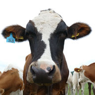 Ohrmarke 23094
geboren am 2. Oktober 2014
Gitano sucht:
-- € Patenschaft / mtl.