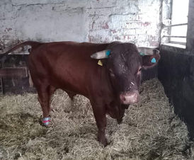 Unser Haudegen ZEUS nach erneuter erfolgter Klauenpflege! ❤️