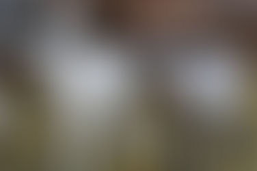 Neues von unseren süßen Zwillingslämmern ❤️