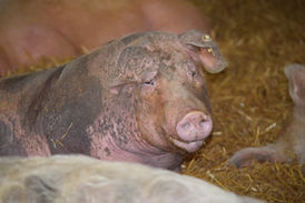 Unsere wundervolle Fanny ❤️