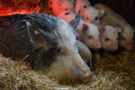 Mama Julie und ihre Rasselbande ❤️