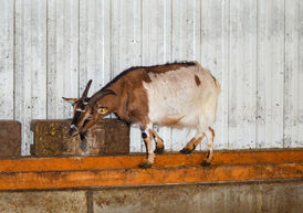 Ähm Flecki ... was genau wird das? ❤️