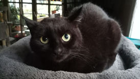 Heute möchte ich mal mein Glück bei Euch versuchen... Ich bin die TRINE. ❤️