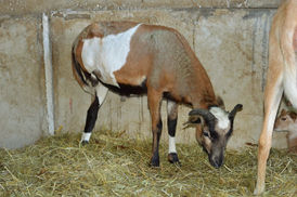 Charlie unser kleiner Kämpfer ❤️