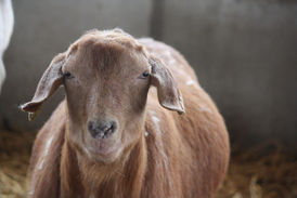 HANNIBAL ist über die Regenbogenbrücke gegangen. 🖤