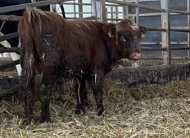 TOMMY sucht dringend liebe Paten