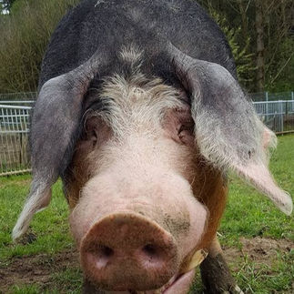 Tommy sucht:
48 € Patenschaft / mtl.