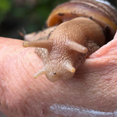 Schnecke A17