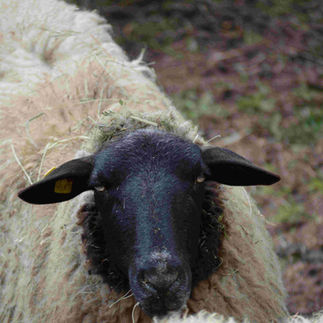 Lucia
Sie sucht:
29 € Patenschaft / mtl.