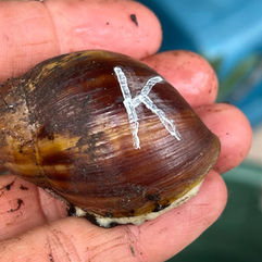 Schnecke K