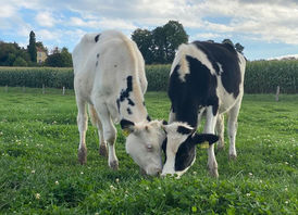 Patentreffen bei unseren Tieren und Fulda und Alsfeld 💗