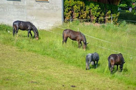 Erinnert ihr euch noch an unsere 3 Mulis? ❤️