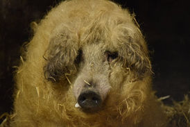 WULLE sucht noch liebe Fans ;-) ❤️