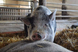 Unsere Vicky sucht noch liebe Paten ❤️