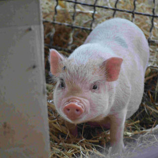 Susi sucht:
-- € Patenschaft / mtl.