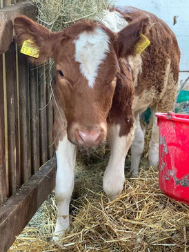 Unser kleines behindertes Mädchen sucht liebe Paten ❤️