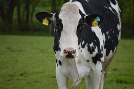 Unsere kleine HOPE ganz groß ❤️