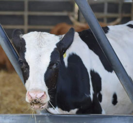 Auch dieser hübsche junge Mann braucht dringend Hilfe ❤️