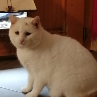Angelo