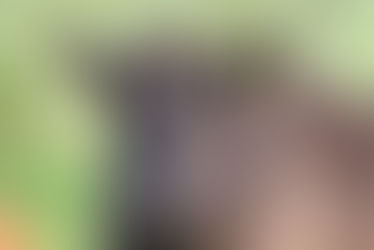 LILLEMOR ist über die Regenbogenbrücke gegangen. 🖤