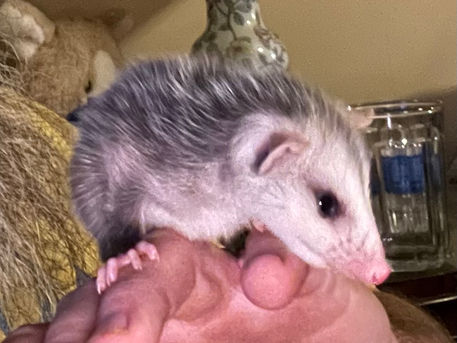 Possum Rescue! VIDEO: Loving Family Can’t Resist Saving Lost Baby Possum