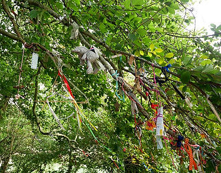 800px-Material_in_the_Rag_Tree_at_Coldrum_Long_Barrow_(15).jpeg