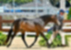 Twin Oaks Tito