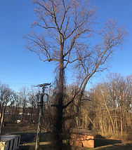 IMG_4275.jpeg