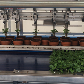 High Capacity Marketing Tray Line