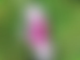 Beleza com Propósito: Estética e Impacto Social na Moda