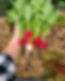 organic homegrown produce