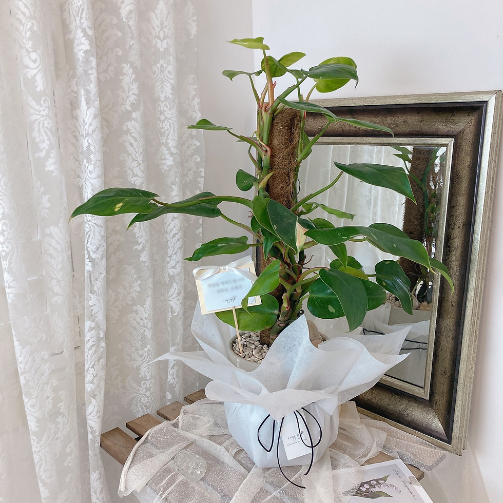 Thumbnail: Indoor Plants
