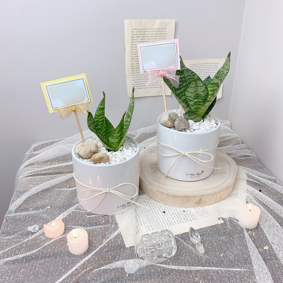 Thumbnail: Indoor Plants