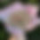 Thumbnail: Mini rose + Baby's Breath Bouquet