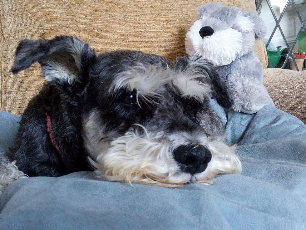 Lucy Miniature Schnauzer
