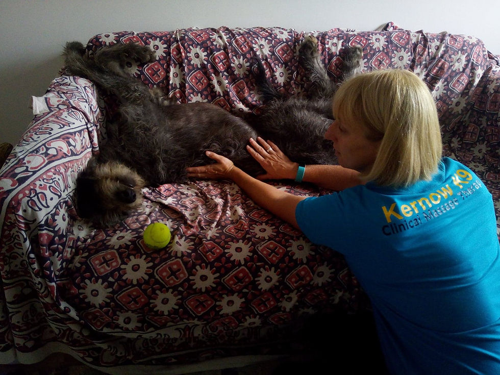 Mungo Deerhound