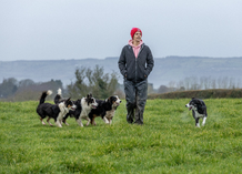 Life with SenseHub: Collars a 'gamechanger' for Carlow dairy farmer