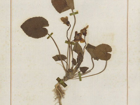 Les herbiers de Jean-Jacques Rousseau