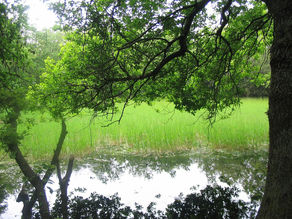 Regione Lazio: Il Consiglio approva il piano di assetto del Parco di Decima Malafede