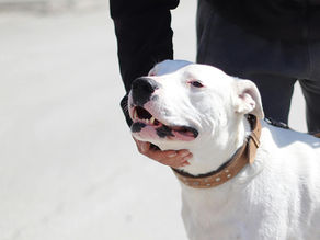 Tivoli: Il Comune invoca maggiore senso civico per i possessori dei cani 