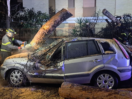 Guidonia - Pino caduto a Colleverde: strada chiusa e verifiche sugli alberi